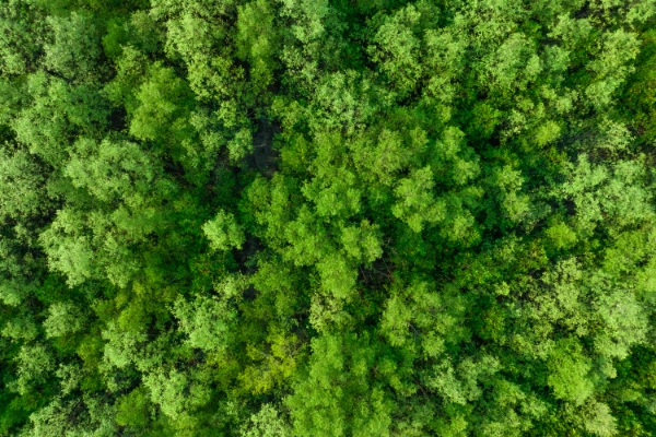 Green forest